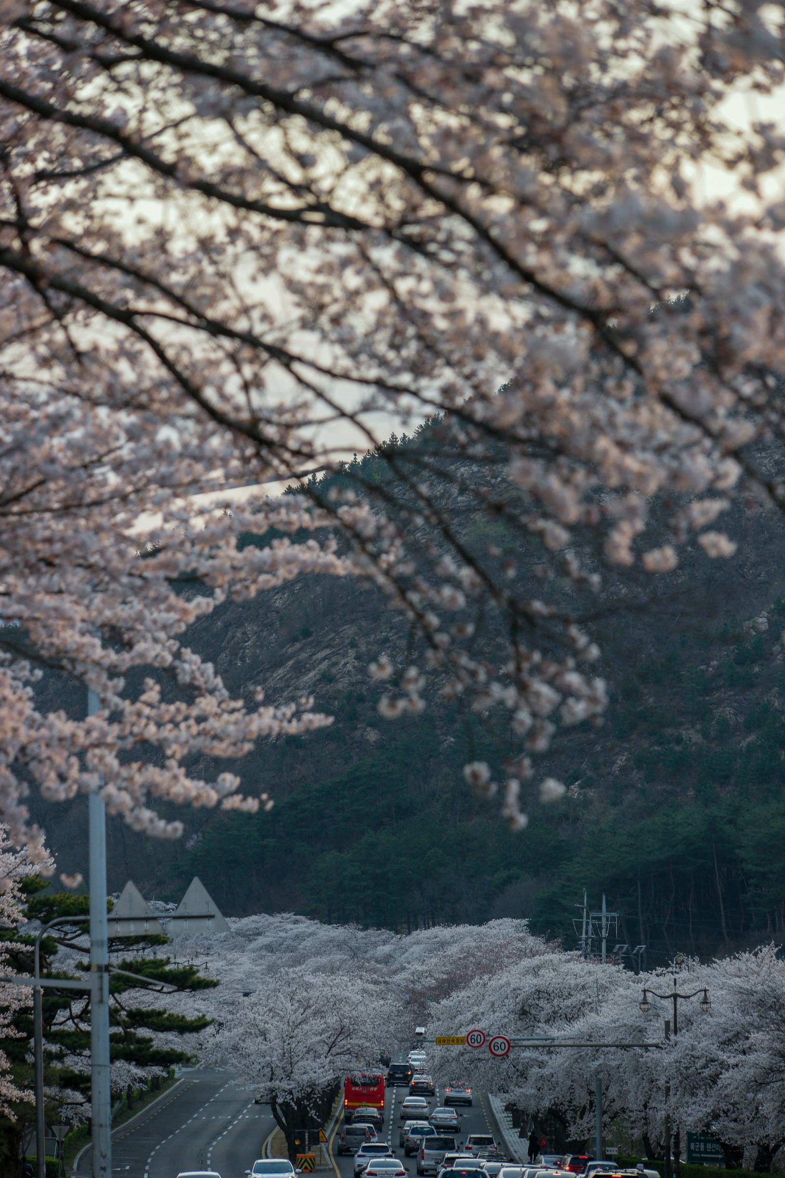 보문단지(2019년 봄)