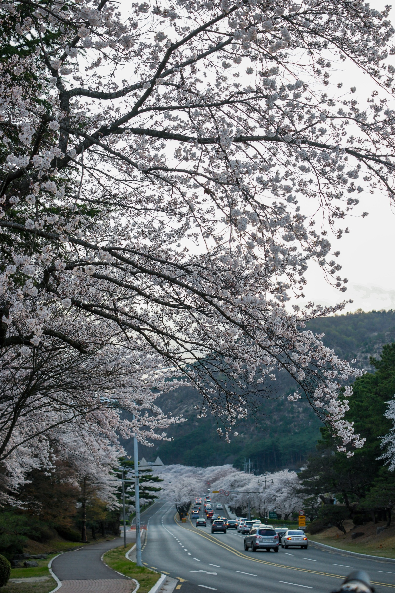 보문단지(2019년 봄)