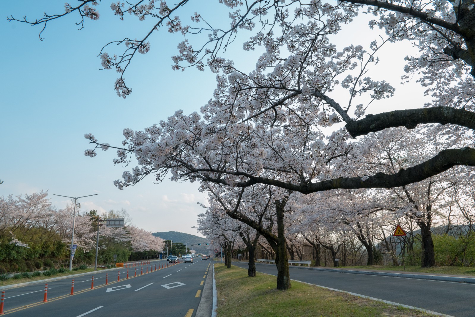 보문단지(2019년 봄)