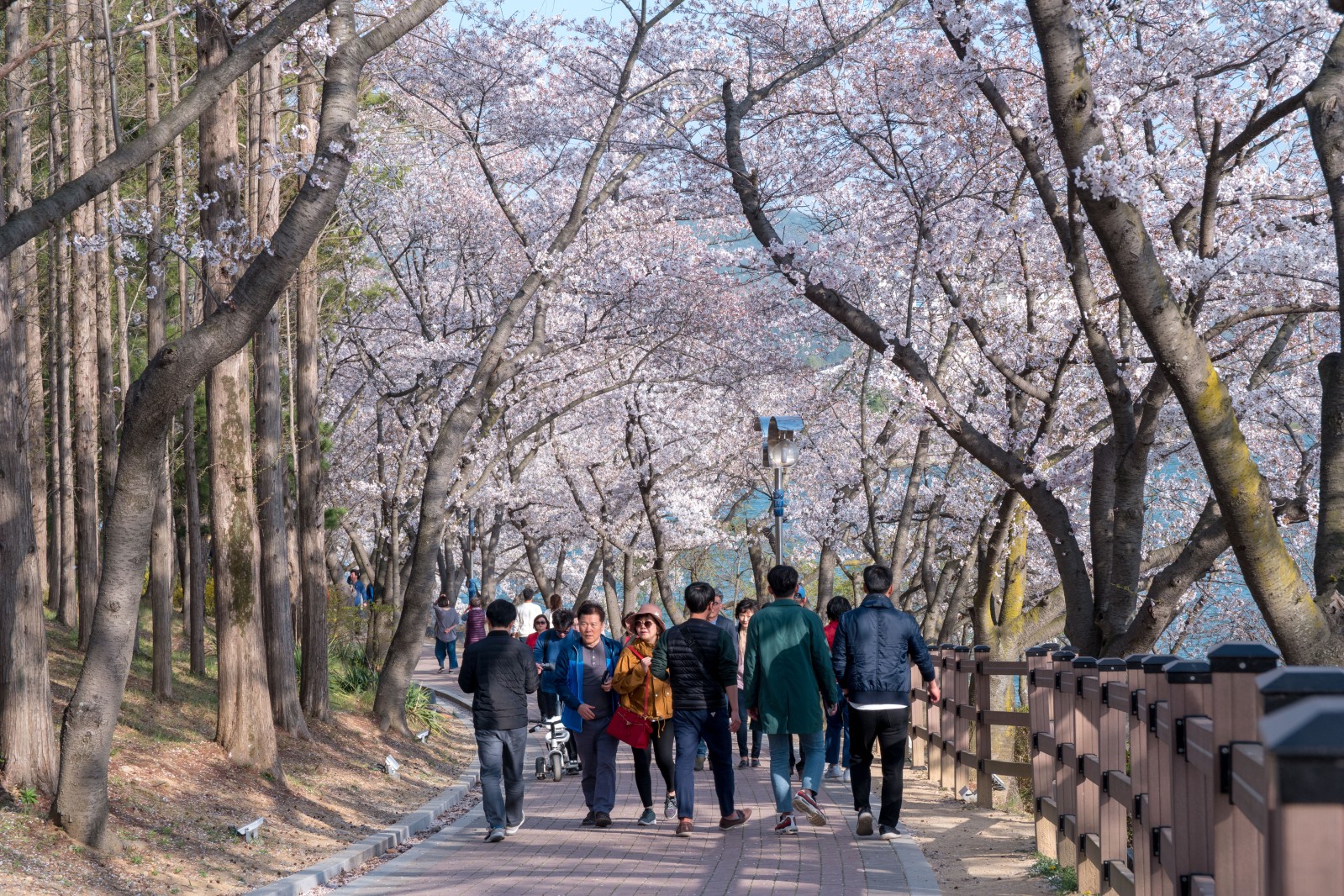 보문단지(2019년 봄)