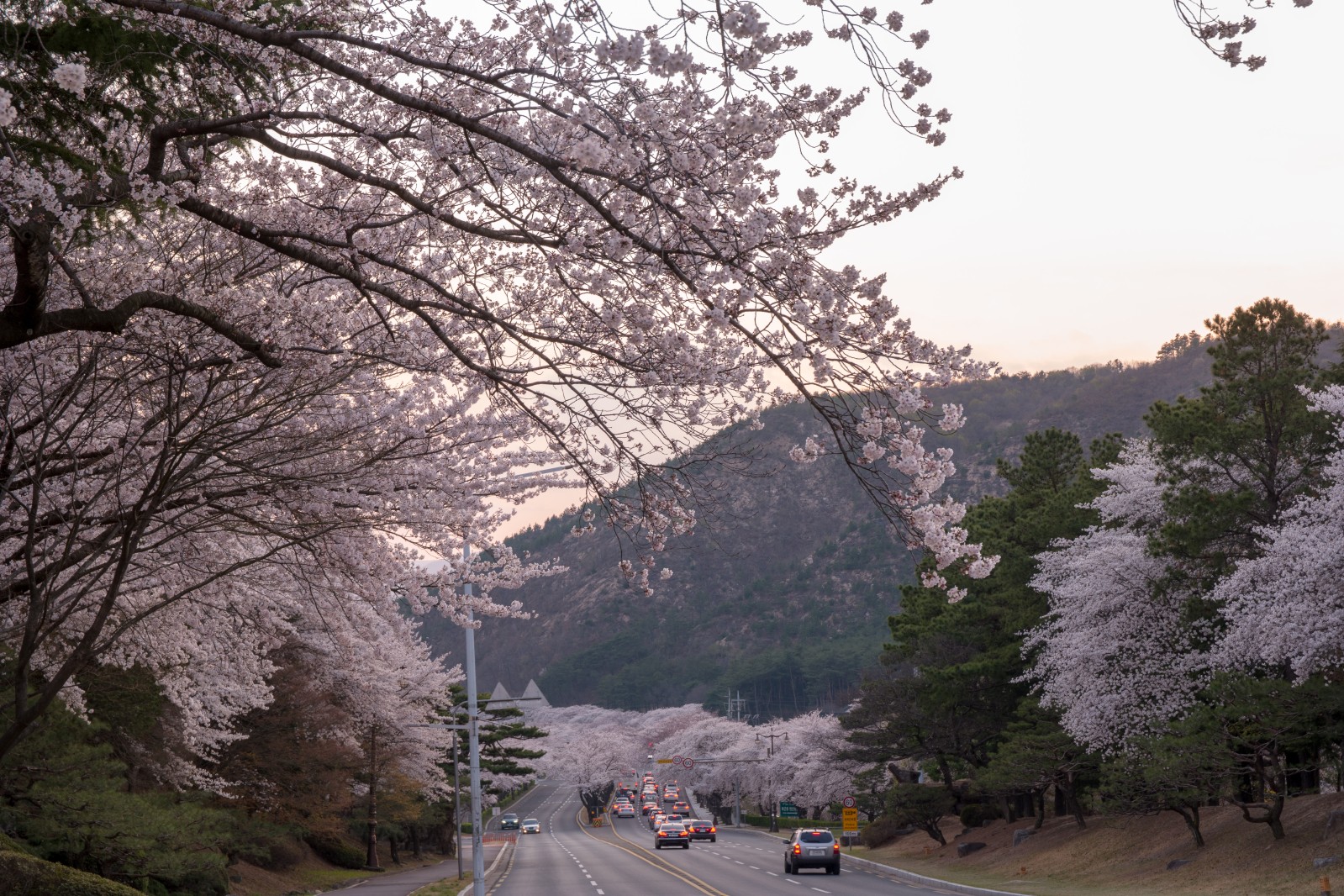 보문단지(2019년 봄)