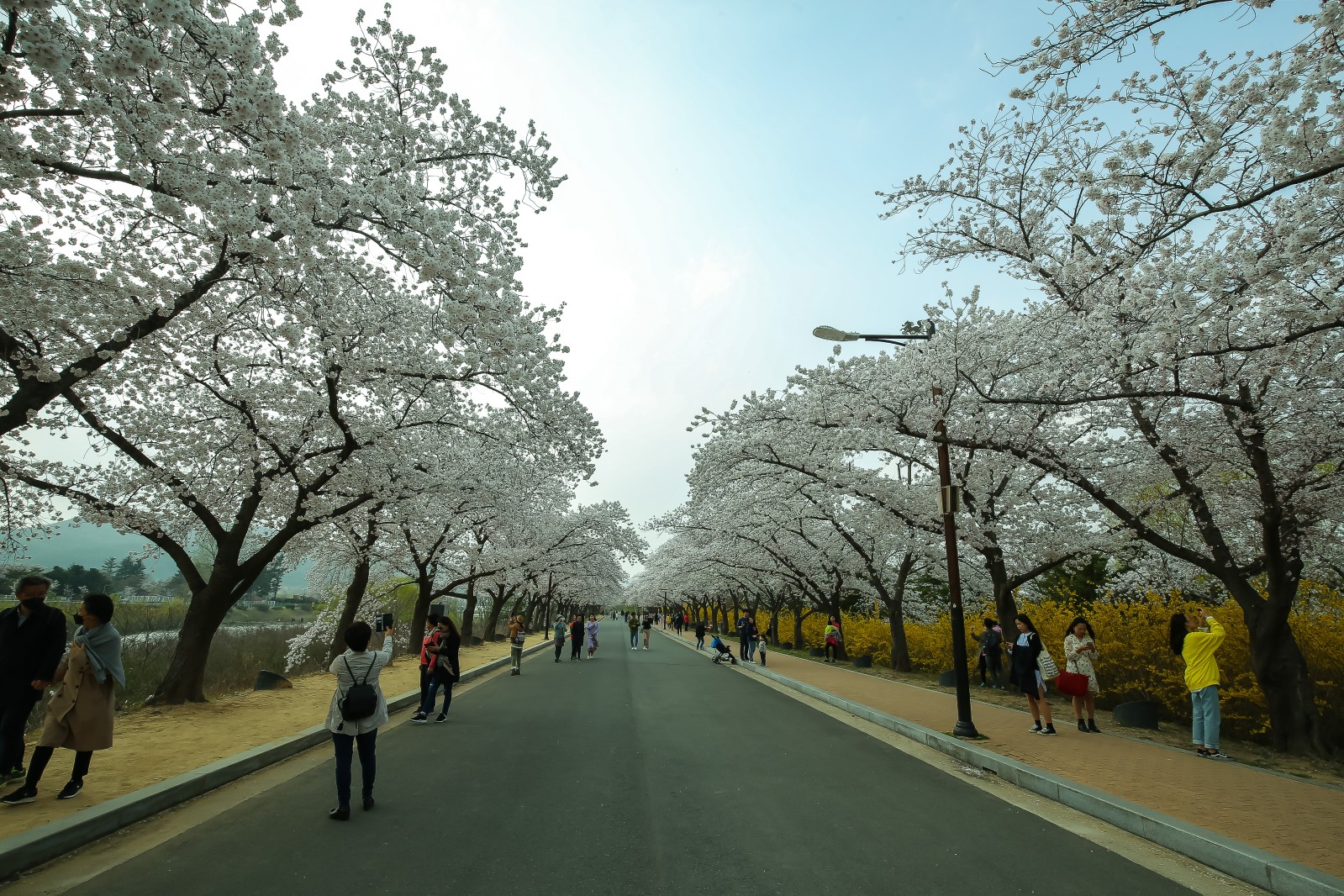 보문단지(2019년 봄)