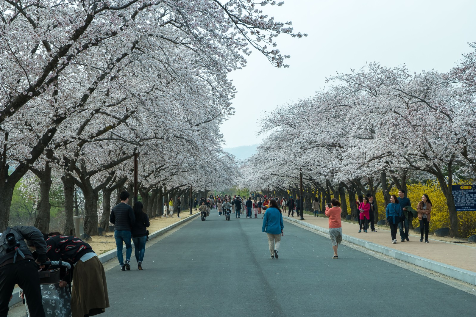 보문단지(2019년 봄)