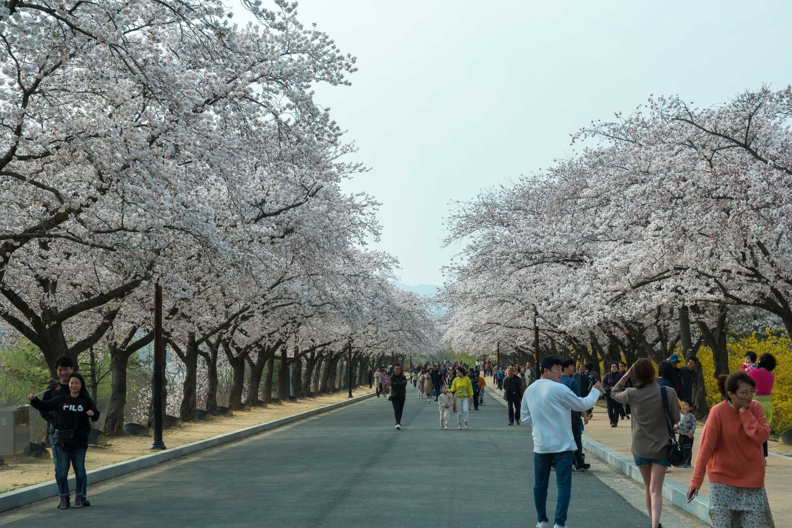 보문단지(2019년 봄)