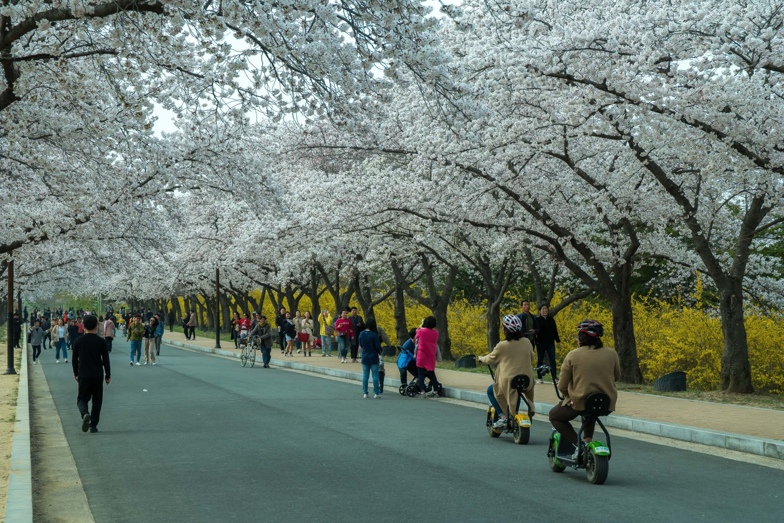 보문단지(2019년 봄)