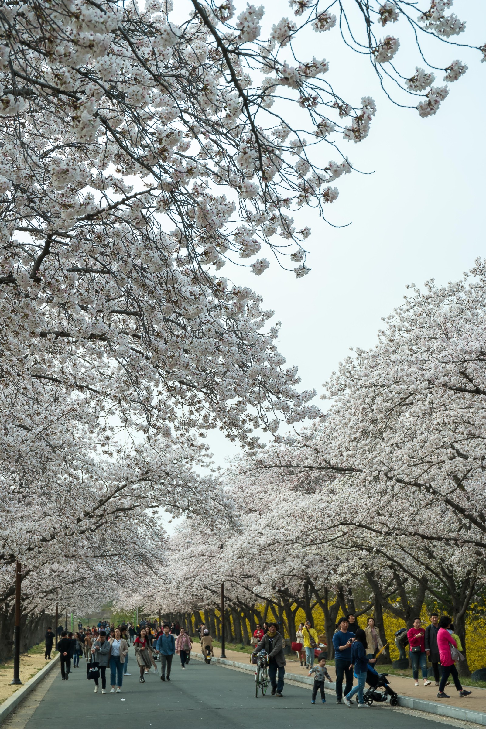 보문단지(2019년 봄)