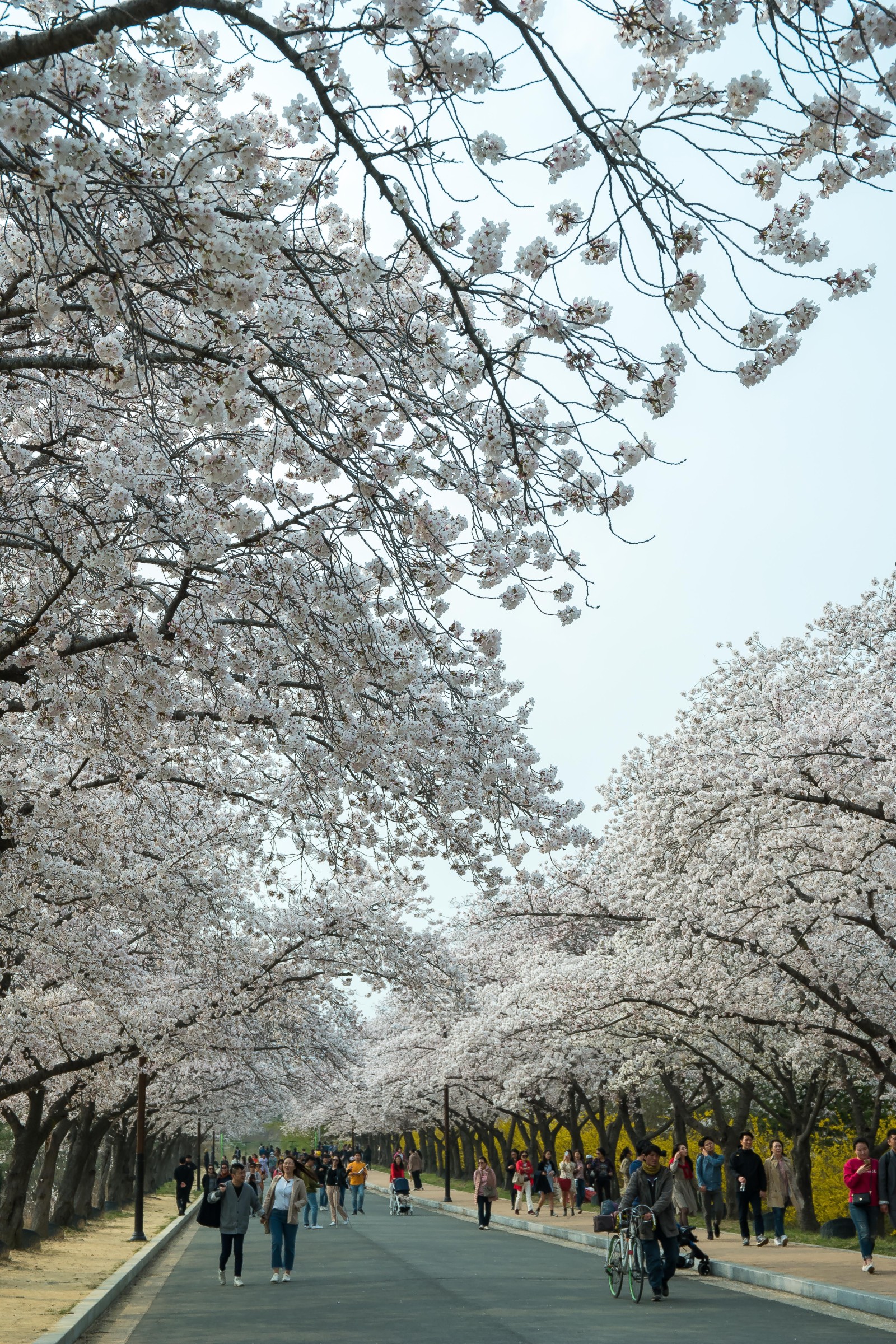 보문단지(2019년 봄)