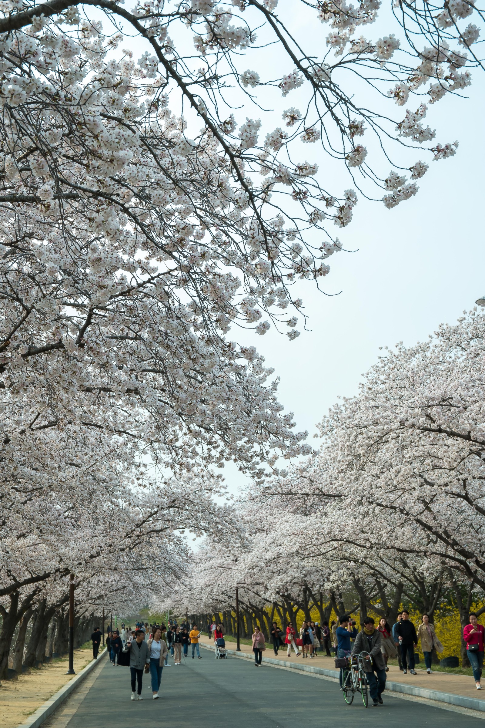 보문단지(2019년 봄)
