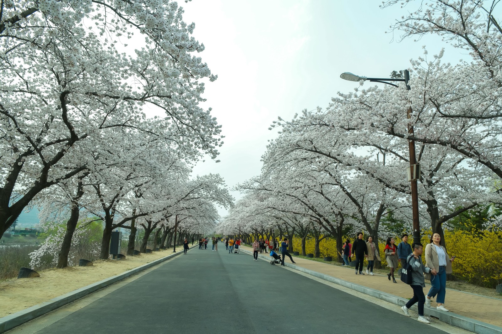 보문단지(2019년 봄)