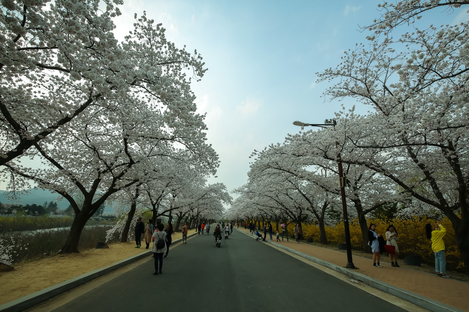 보문단지(2019년 봄)