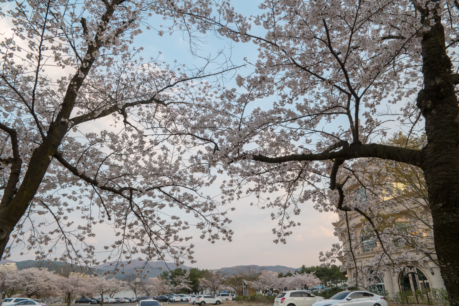 보문단지(2019년 봄)