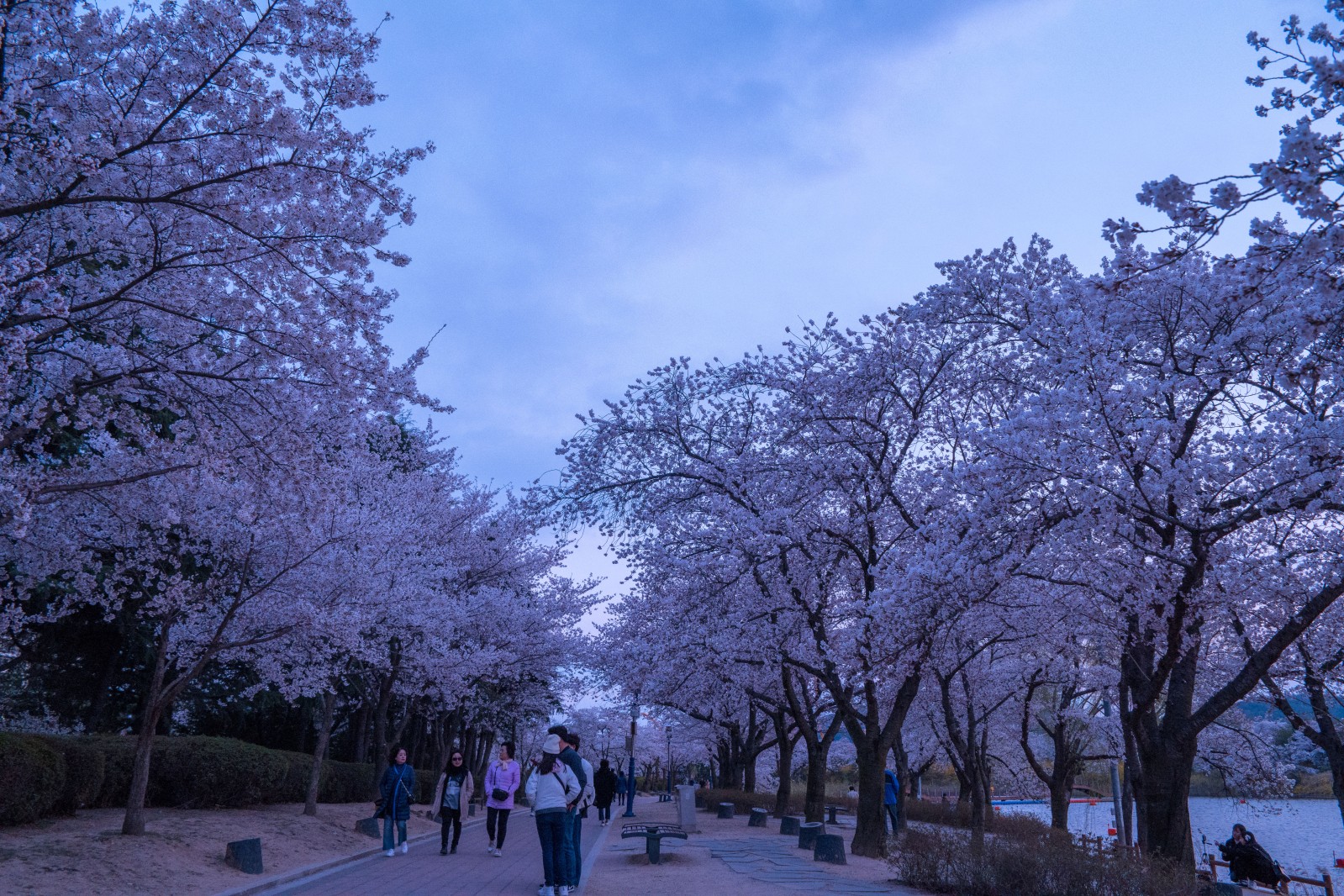 보문단지(2019년 봄)