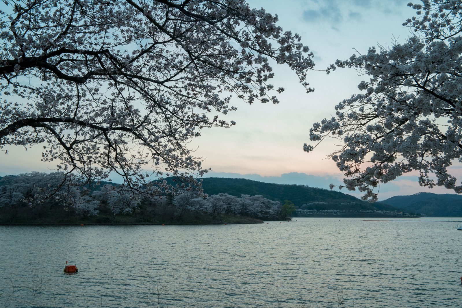 보문단지(2019년 봄)