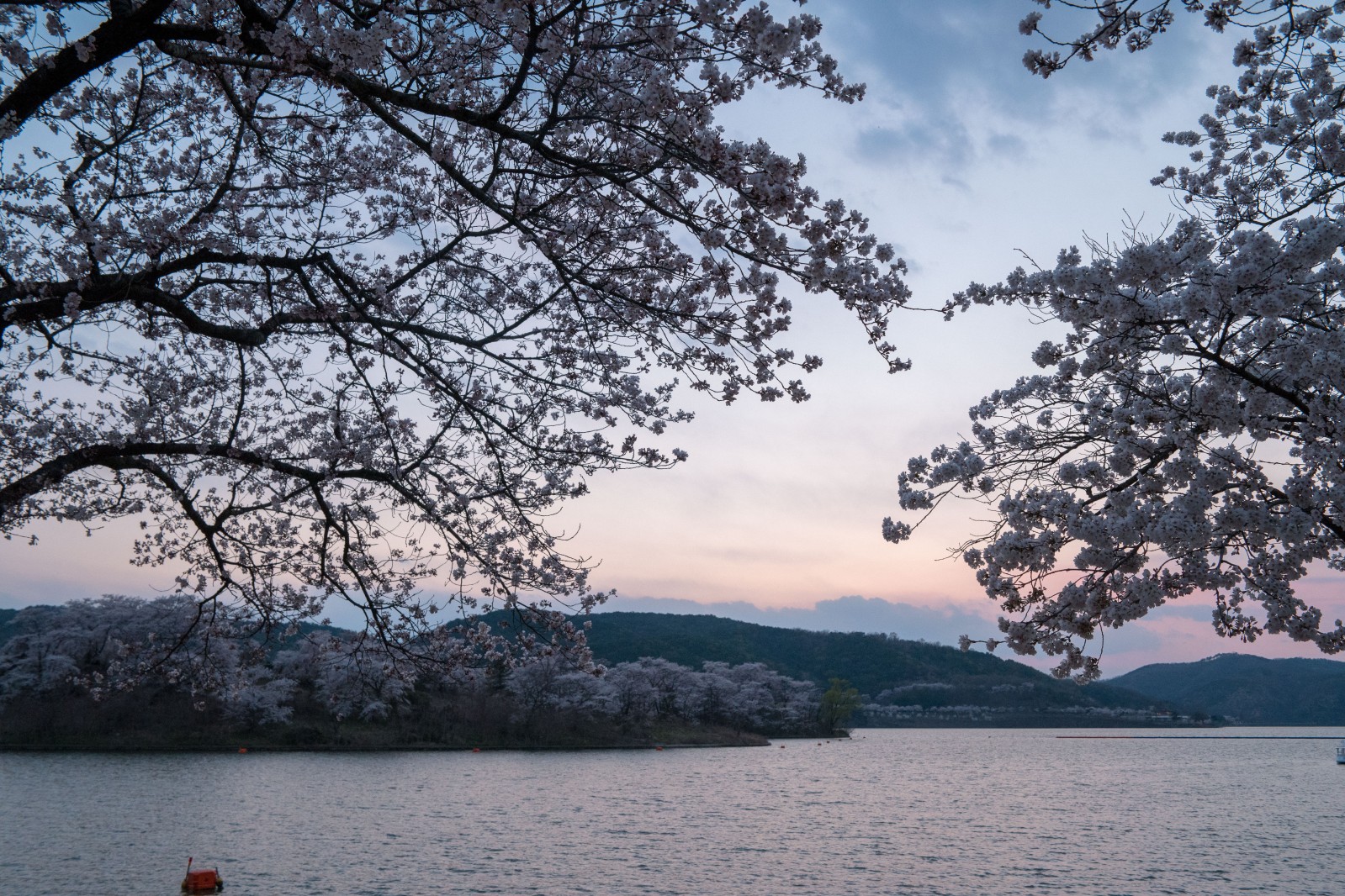 보문단지(2019년 봄)
