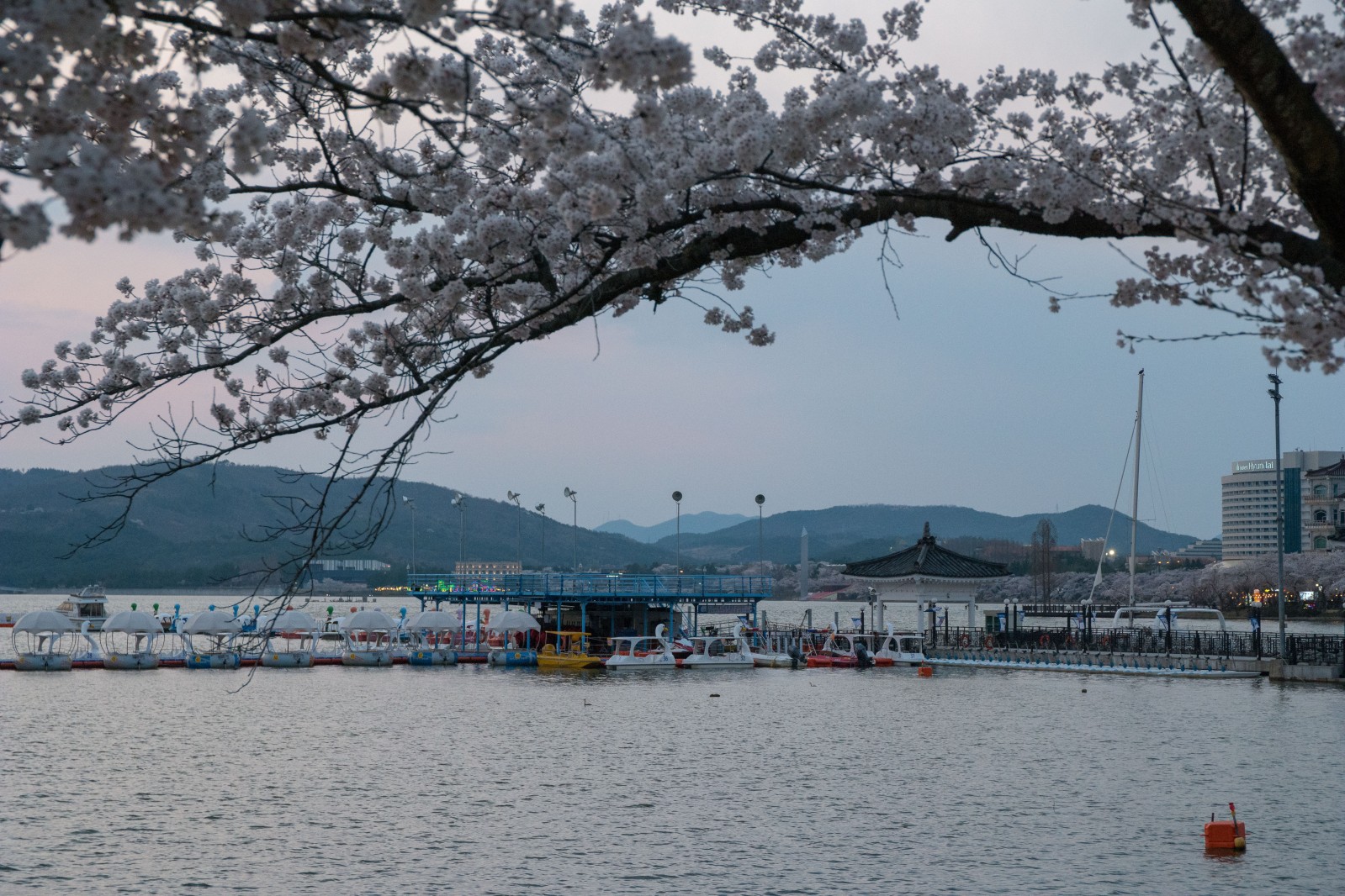 보문단지(2019년 봄)