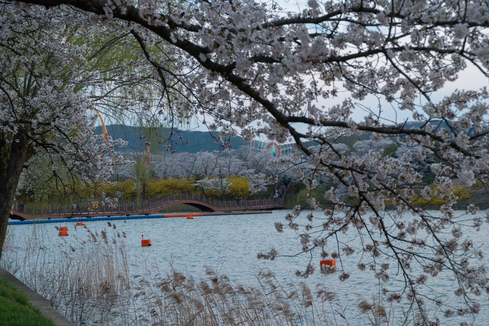 보문단지(2019년 봄)