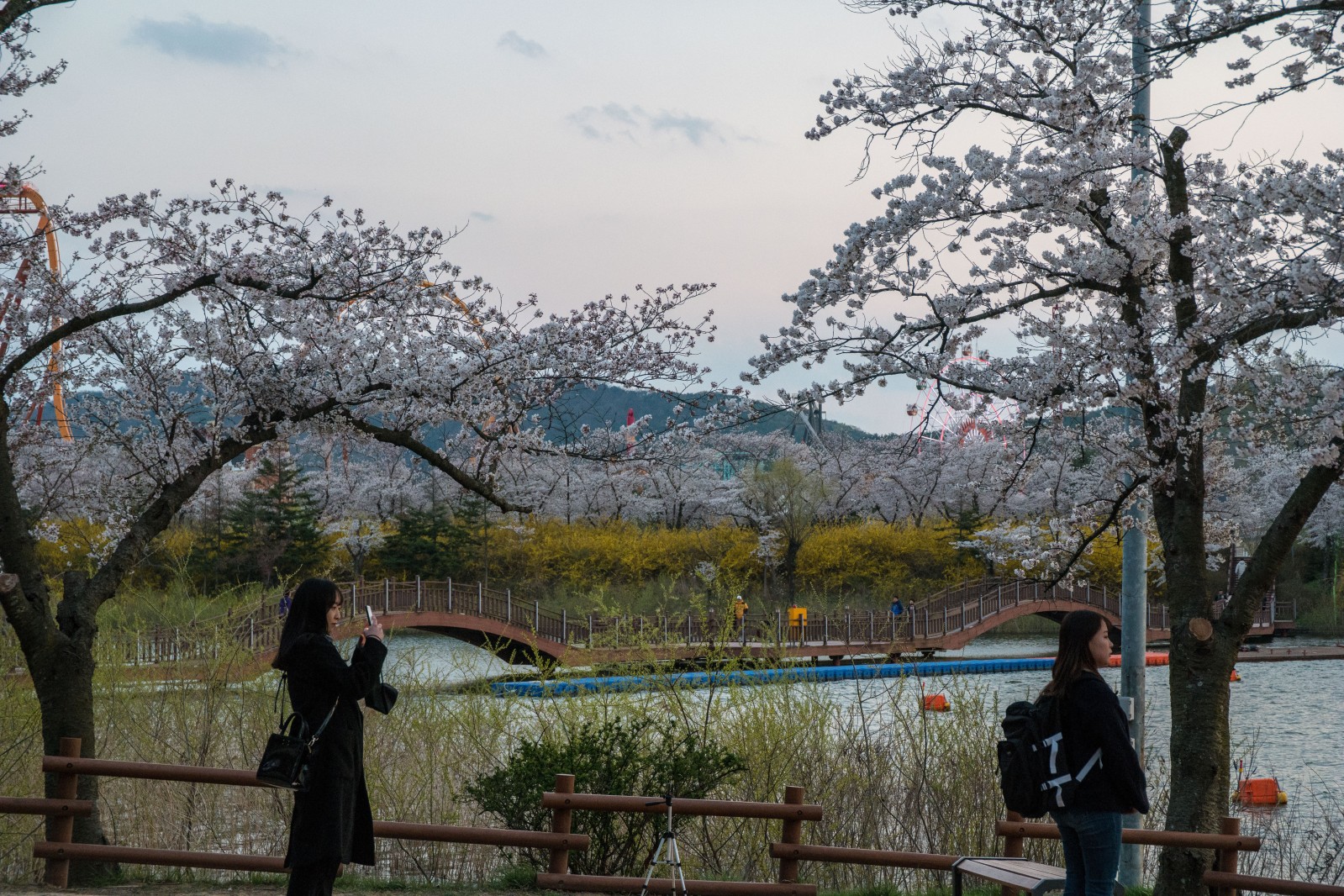 보문단지(2019년 봄)