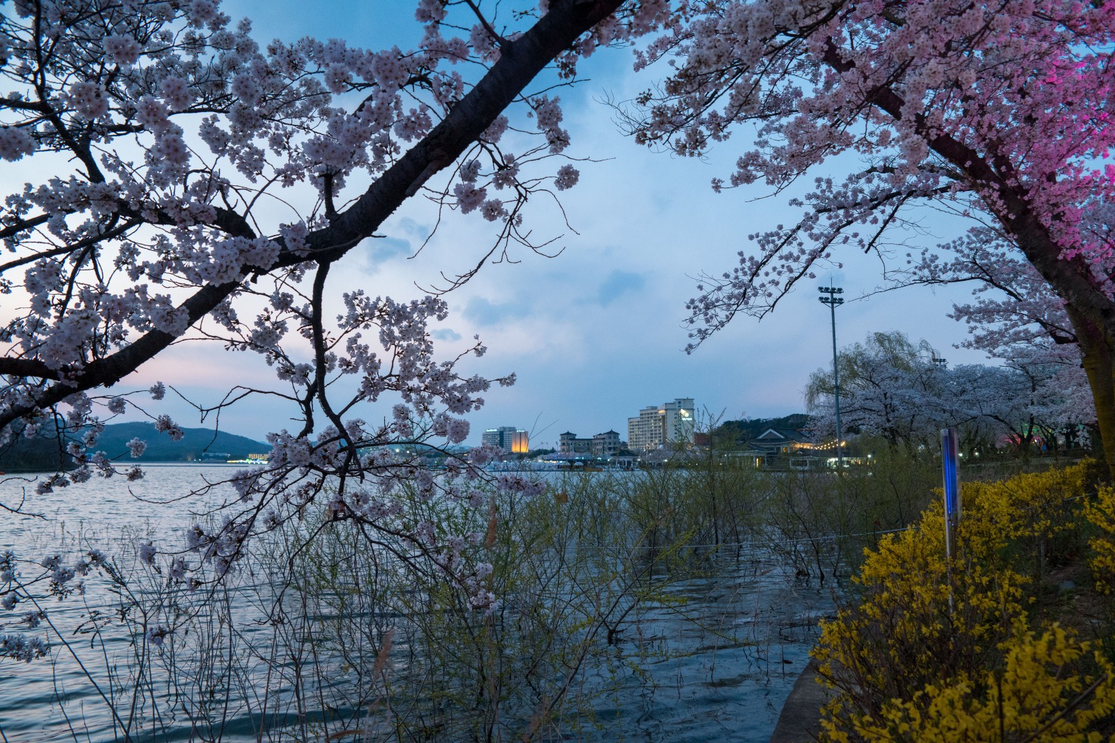 보문단지(2019년 봄)