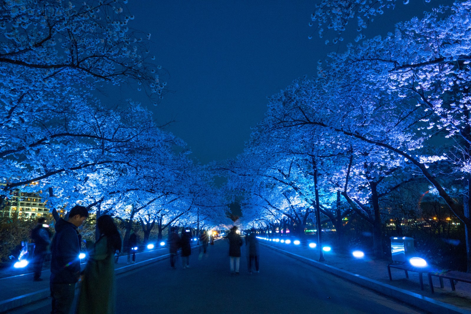 보문단지(2019년 봄)