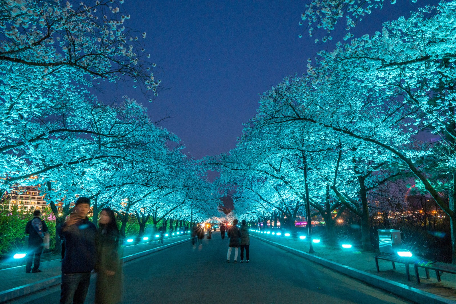 보문단지(2019년 봄)