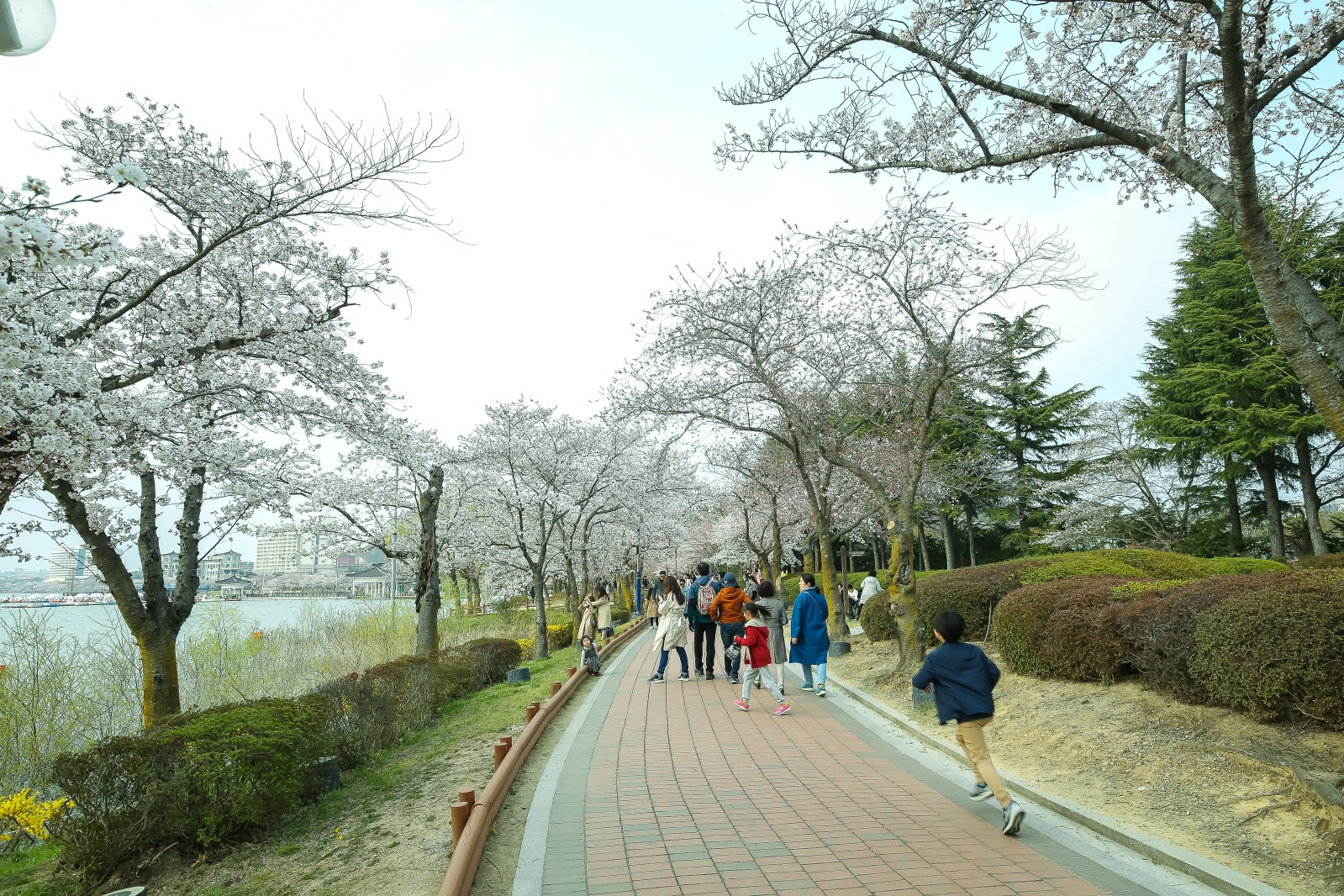 보문단지(2019년 봄)