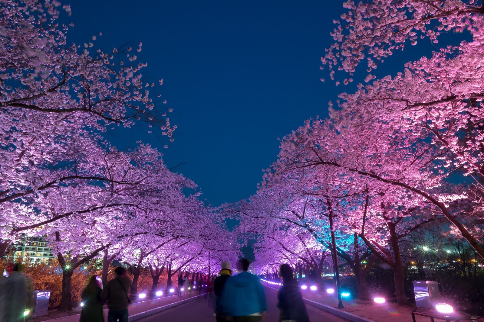 보문단지(2019년 봄)