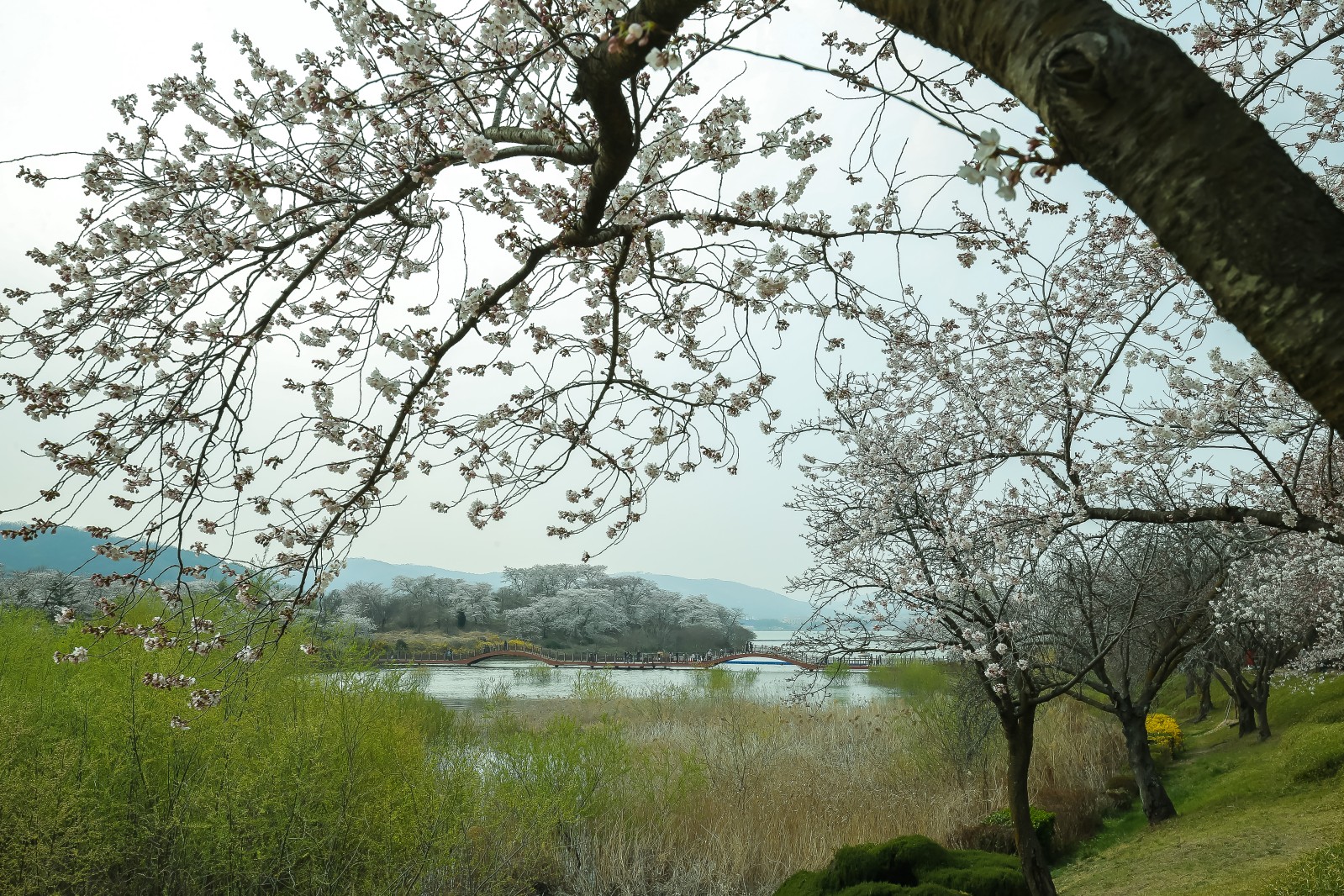 보문단지(2019년 봄)