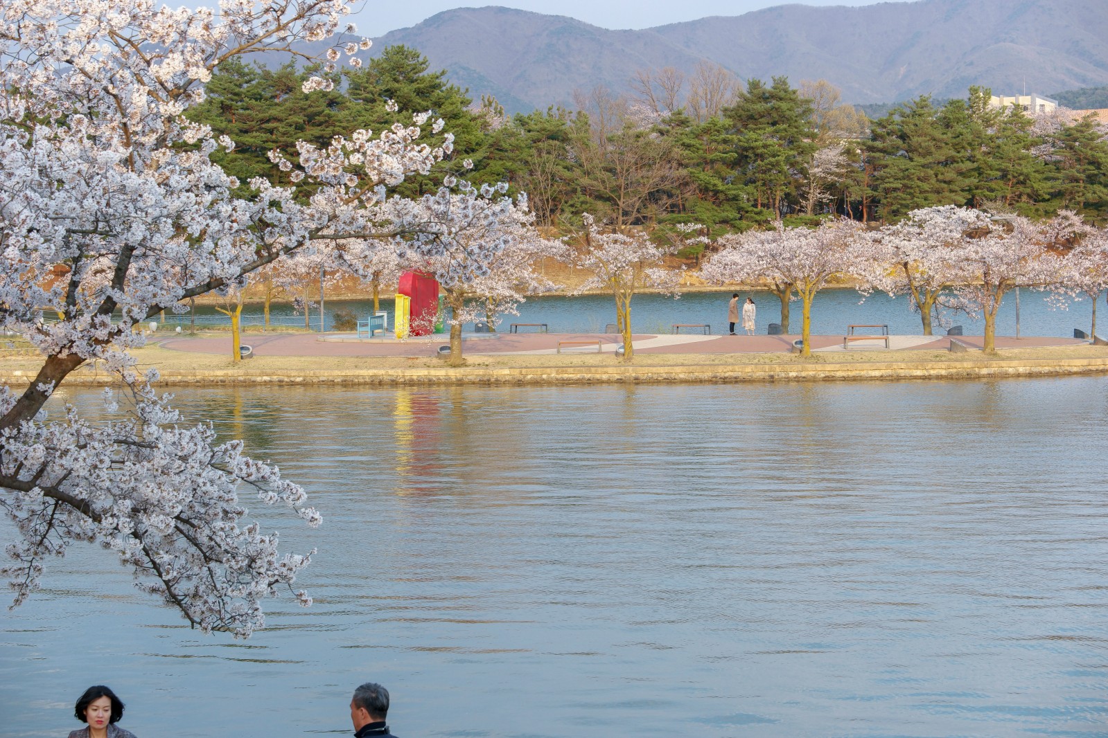 보문단지(2019년 봄)