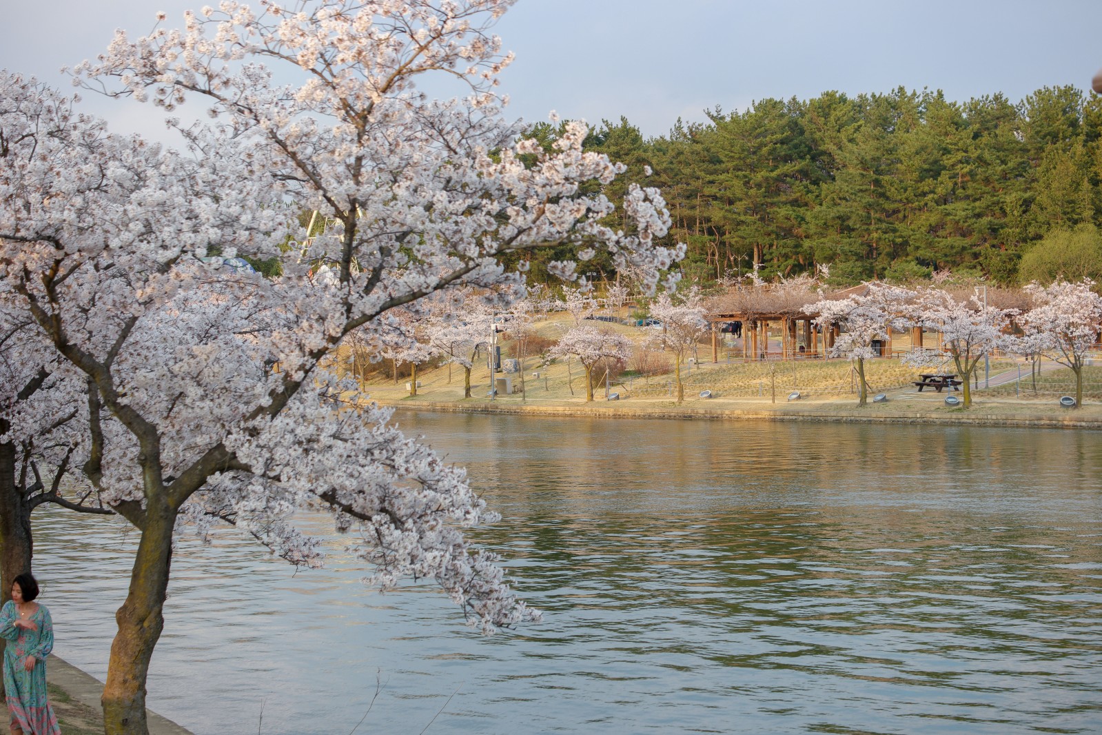 보문단지(2019년 봄)