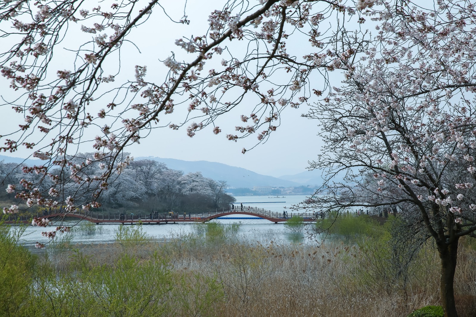 보문단지(2019년 봄)