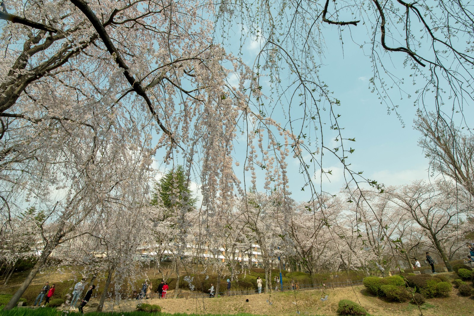 보문정(2019년 봄)