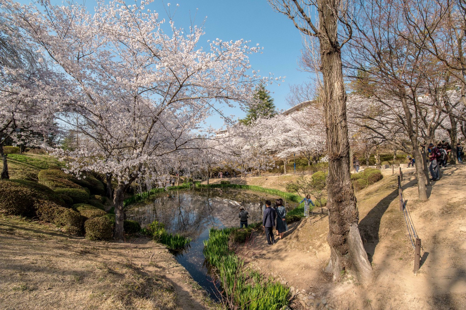 보문정(2019년 봄)