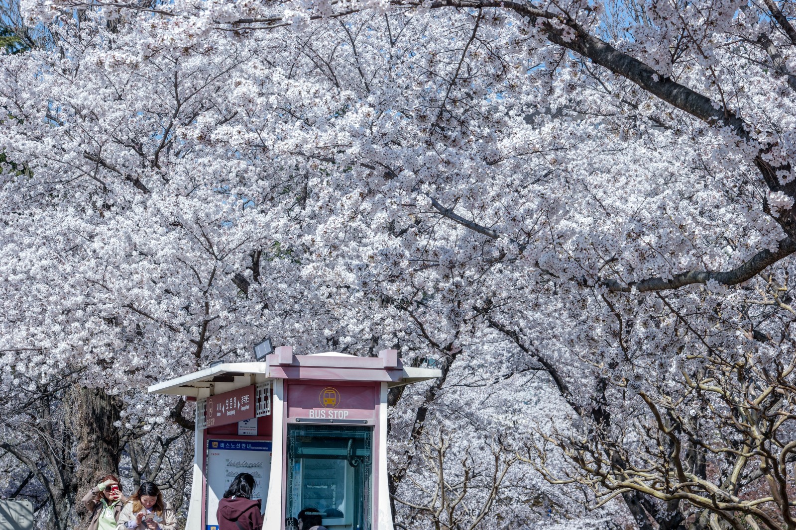 보문정(2019년 봄)