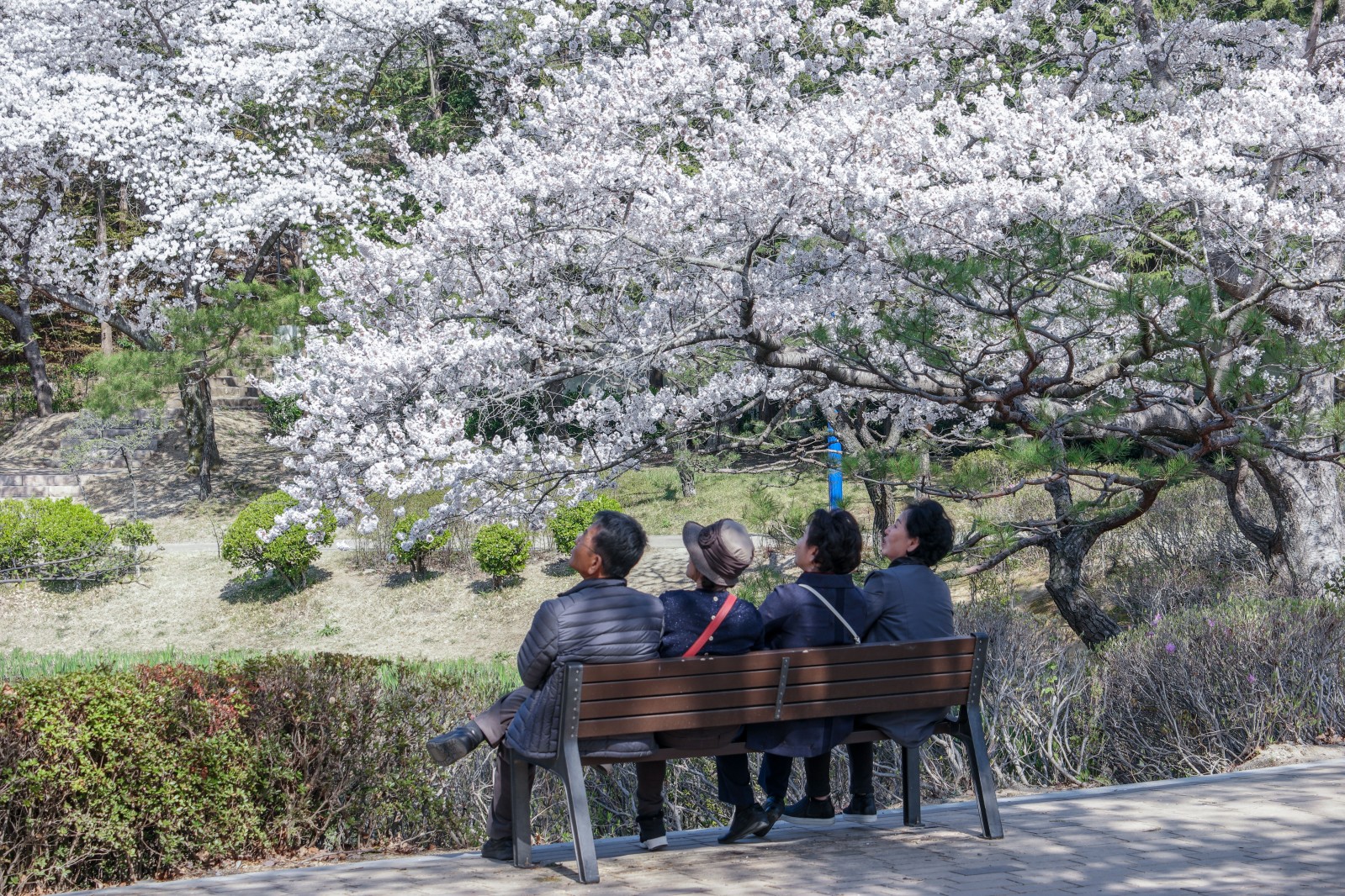보문정(2019년 봄)