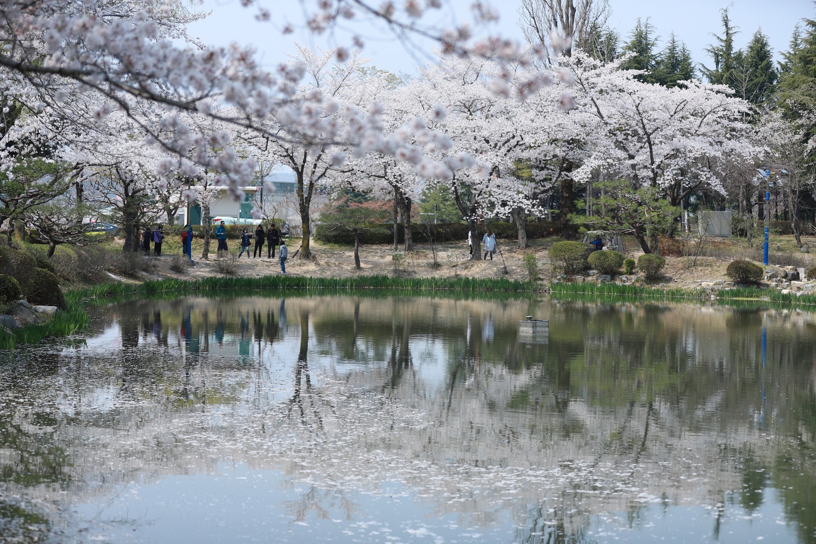 보문정(2019년 봄)