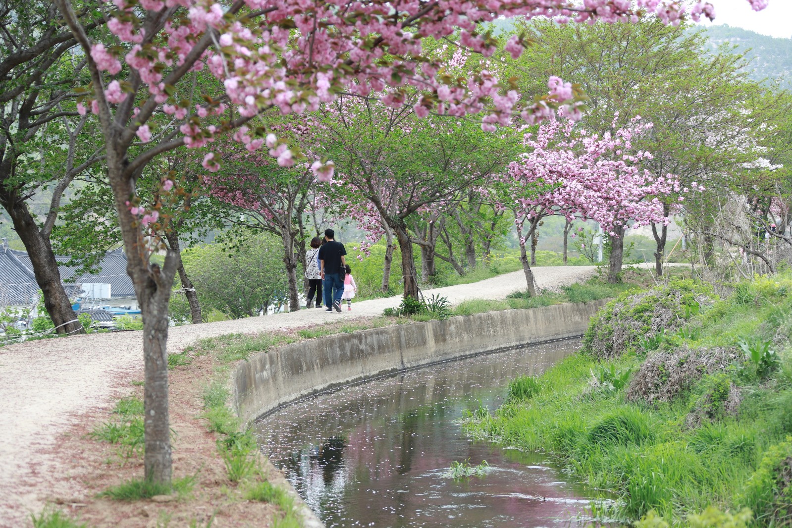 명활산성뚝방길(2019년 봄)