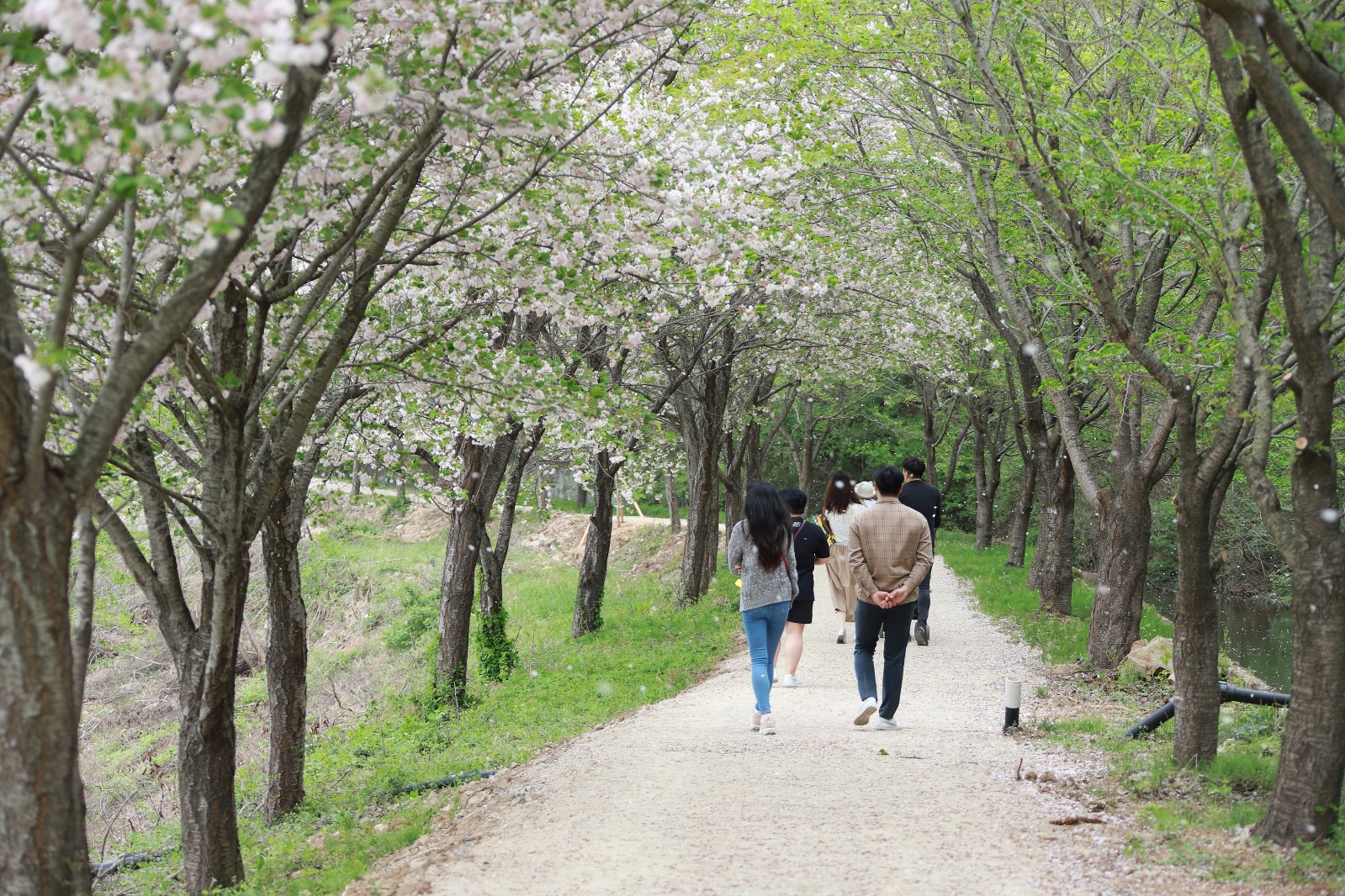 명활산성뚝방길(2019년 봄)