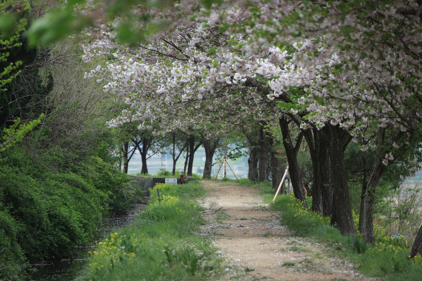 명활산성뚝방길(2019년 봄)