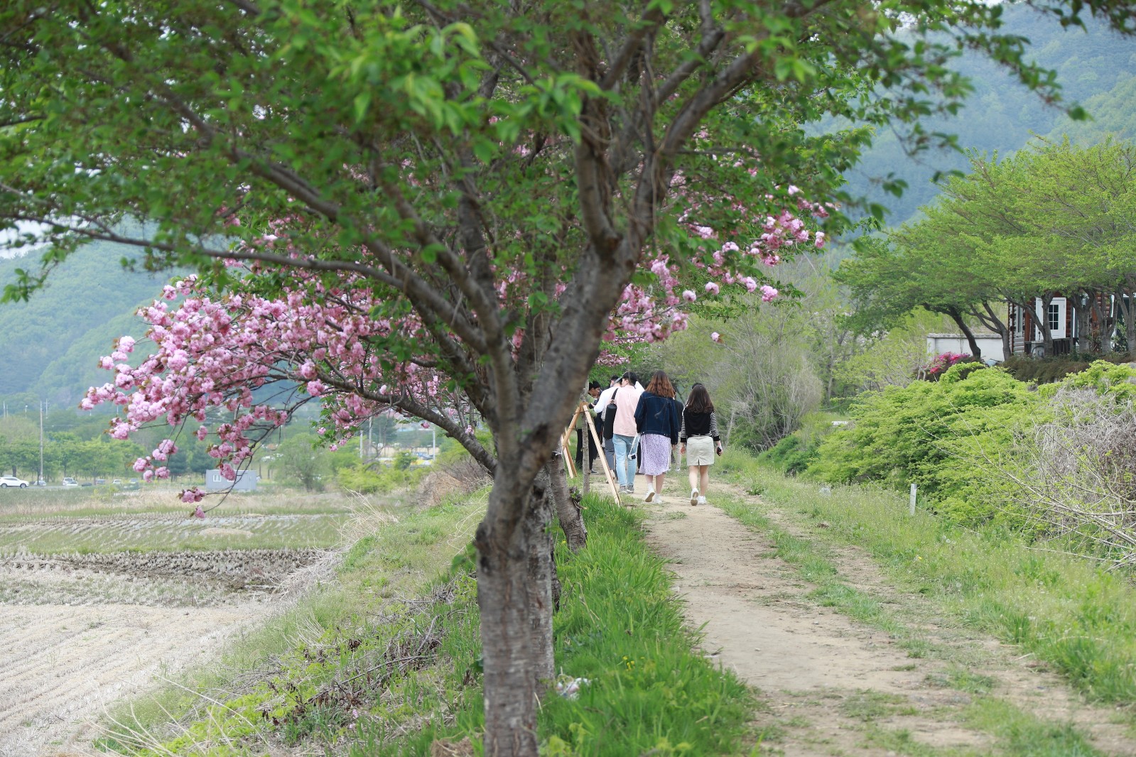 명활산성뚝방길(2019년 봄)