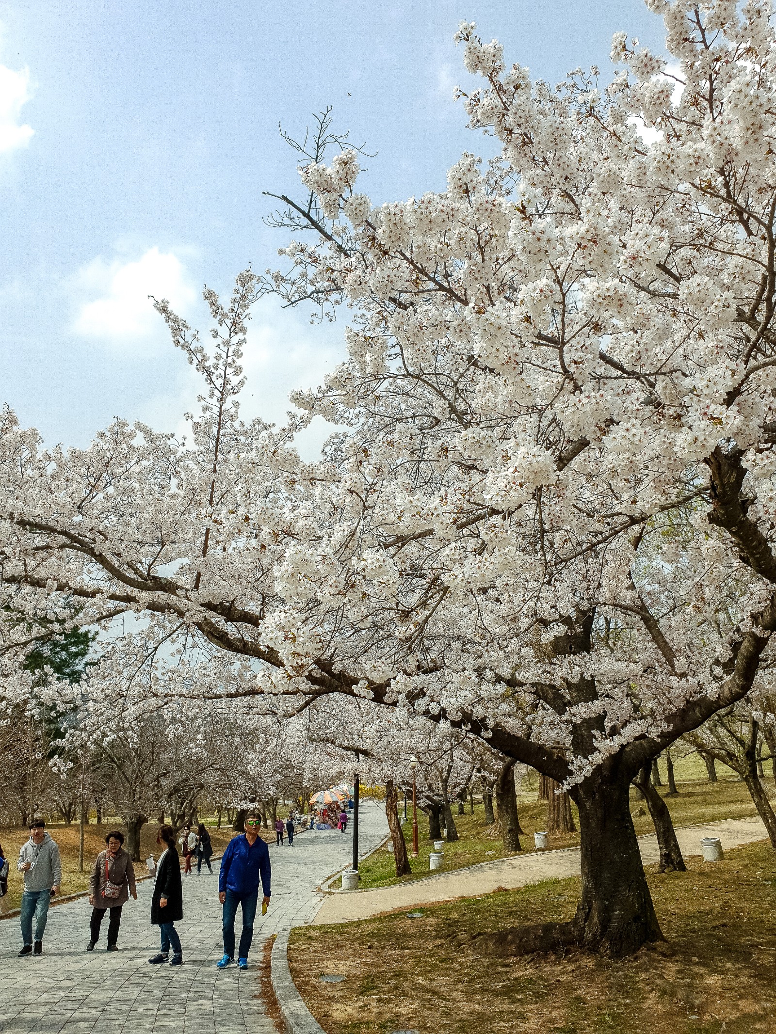 불국사(2019년 봄)