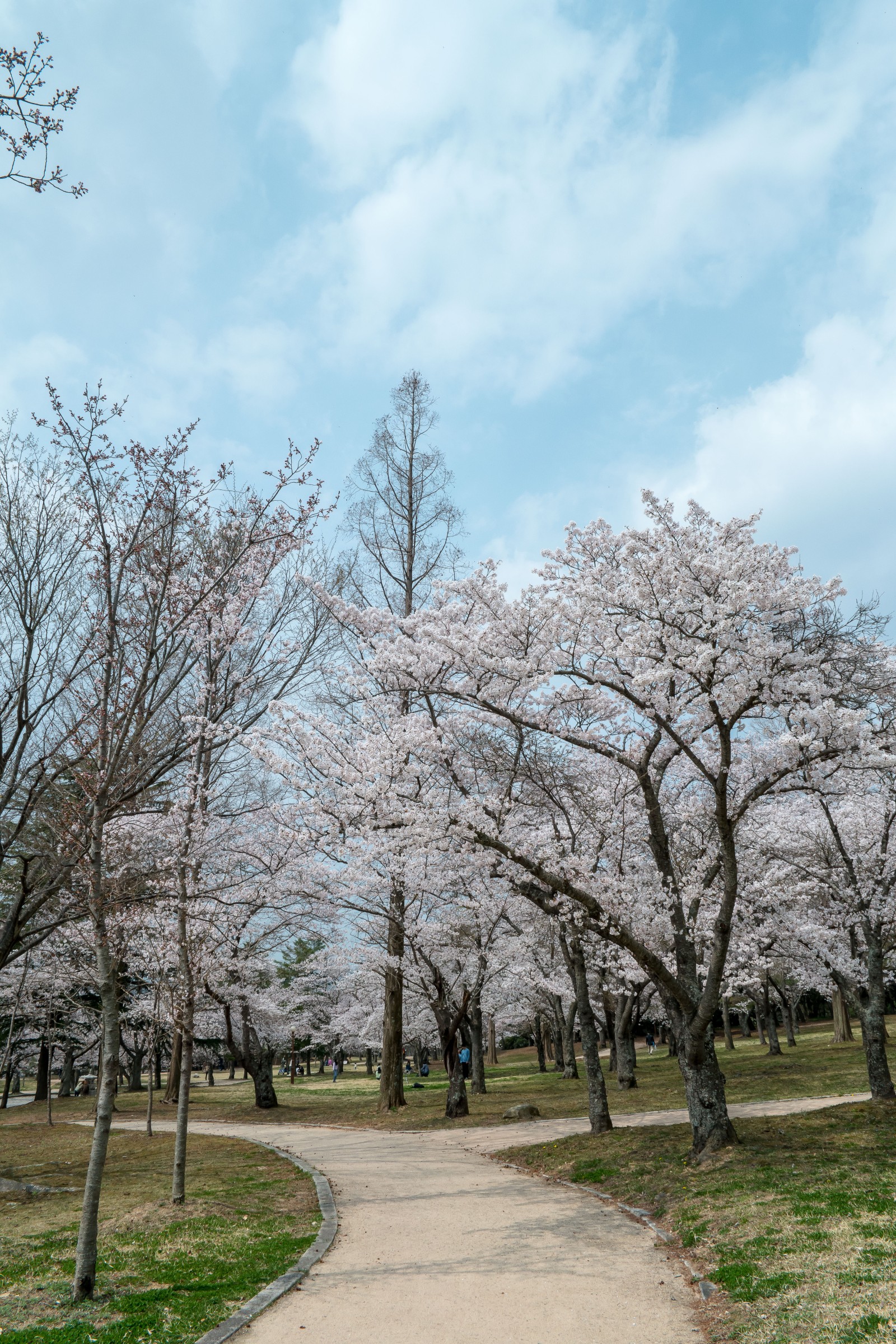 불국사(2019년 봄)