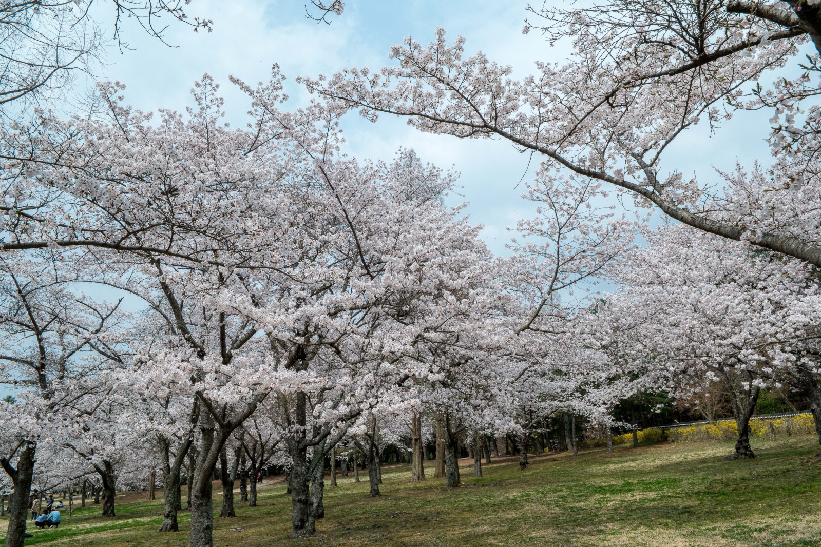 불국사(2019년 봄)