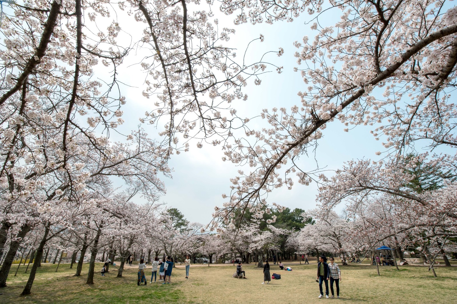 불국사(2019년 봄)