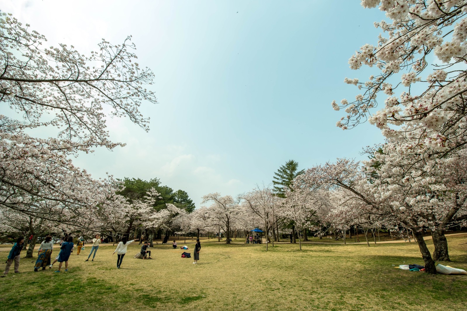 불국사(2019년 봄)