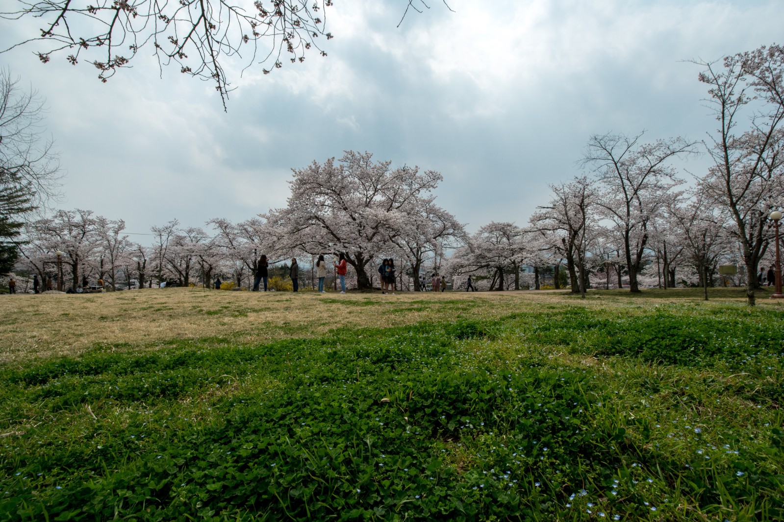 불국사(2019년 봄)