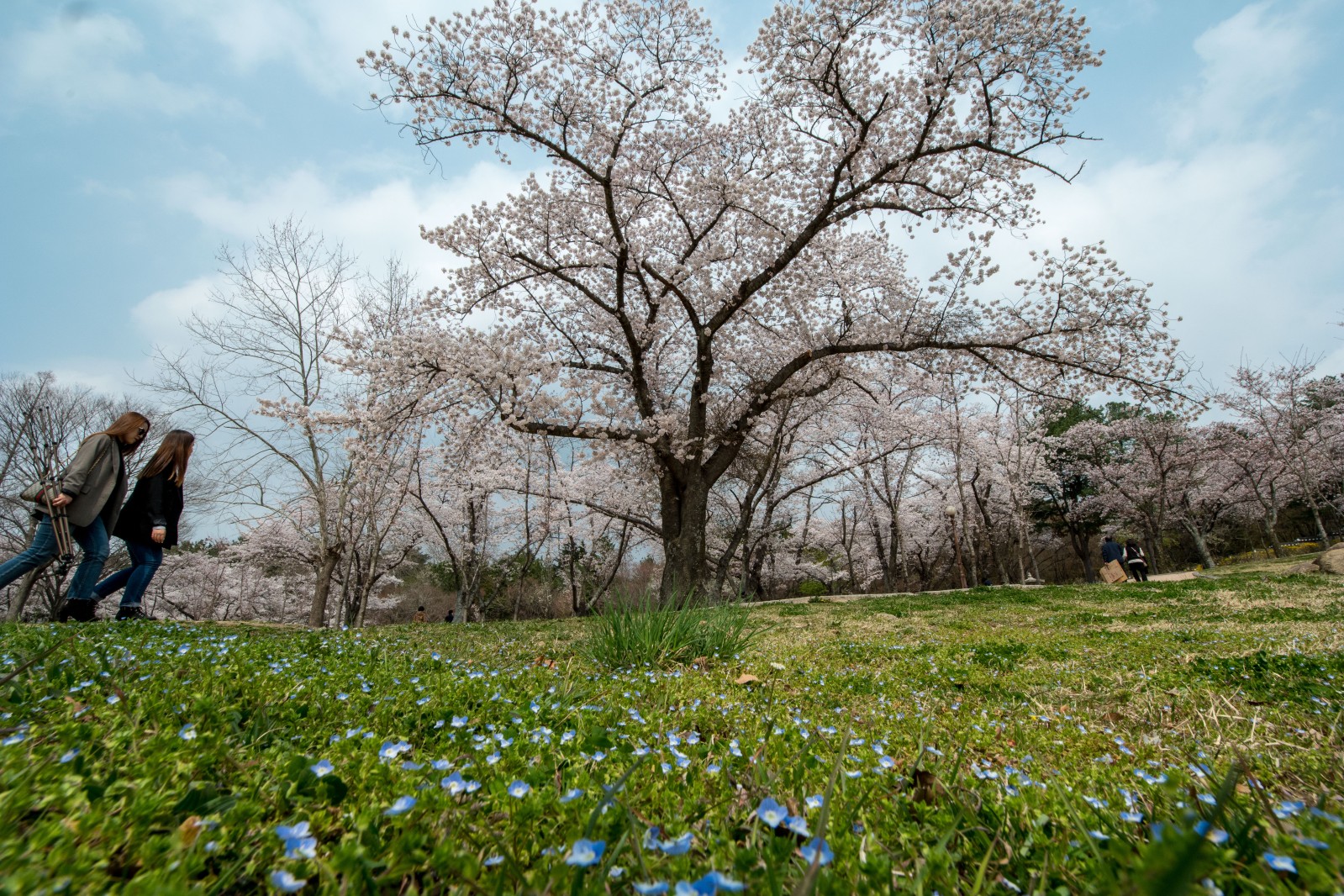 불국사(2019년 봄)