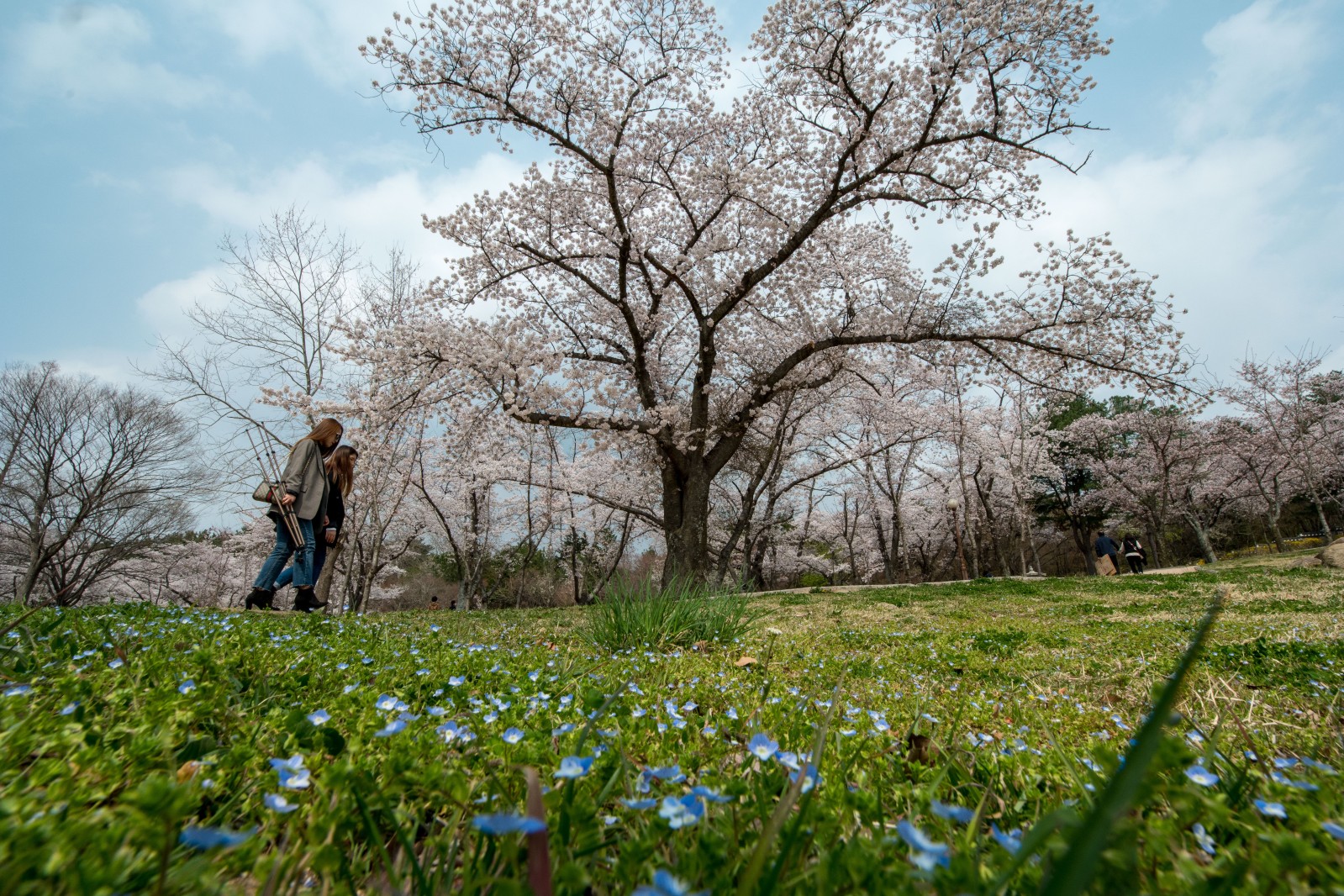 불국사(2019년 봄)