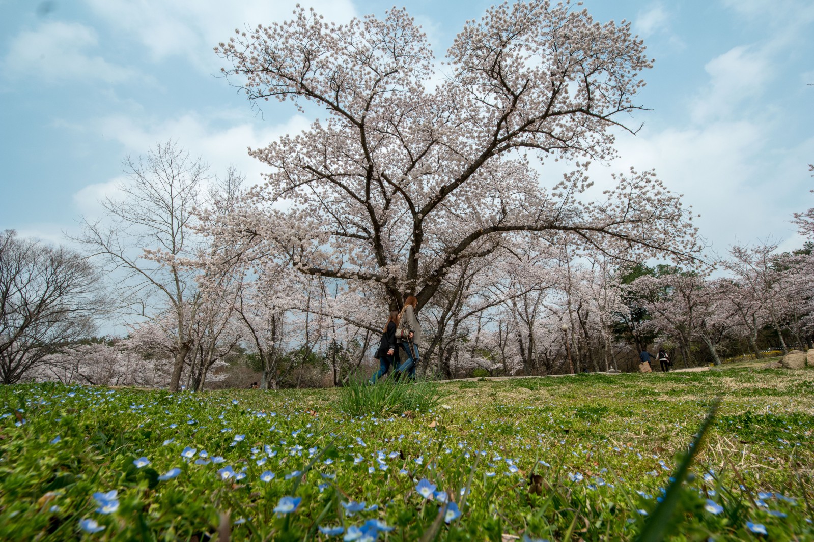 불국사(2019년 봄)