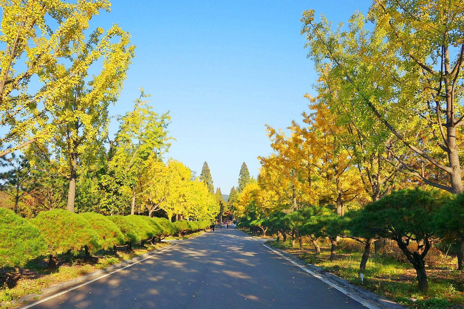 경상북도산림환경연구원(2019년 봄)