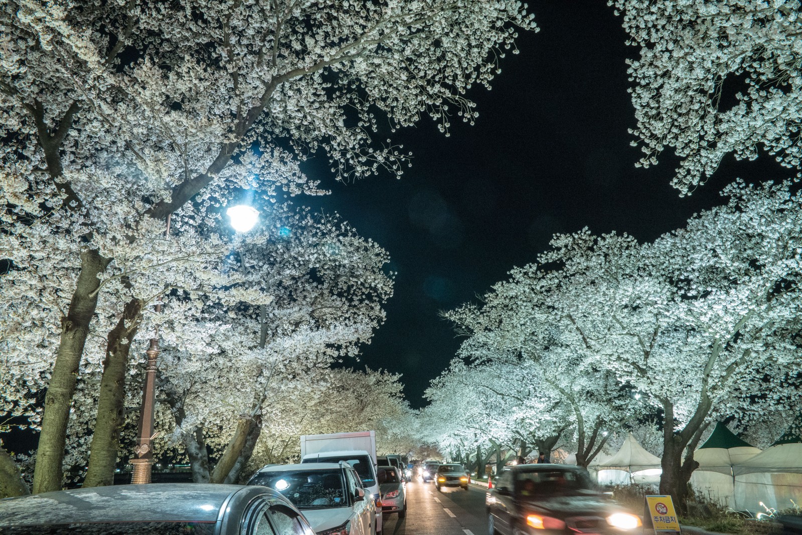 흥무벚꽃길 야경(2019년 봄)